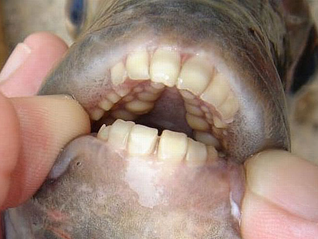 Unlike a piranha the Pacu Fish otherwise known as the joanna pacu a