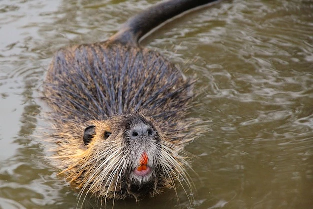 5 Secretly Badass Animals Nutria 5 Secretly Badass Animals Nutria