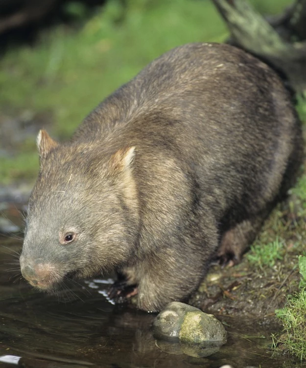 5 Secretly Badass Animals Wombat 5 Secretly Badass Animals Wombat
