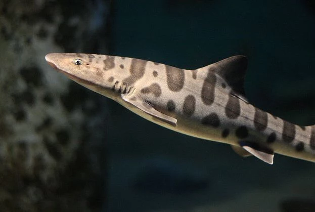 Leopard Shark Leopard Shark