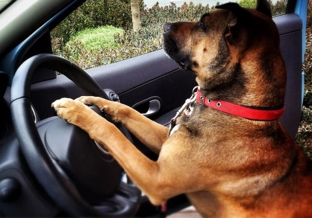 Dog drives car dog drives car